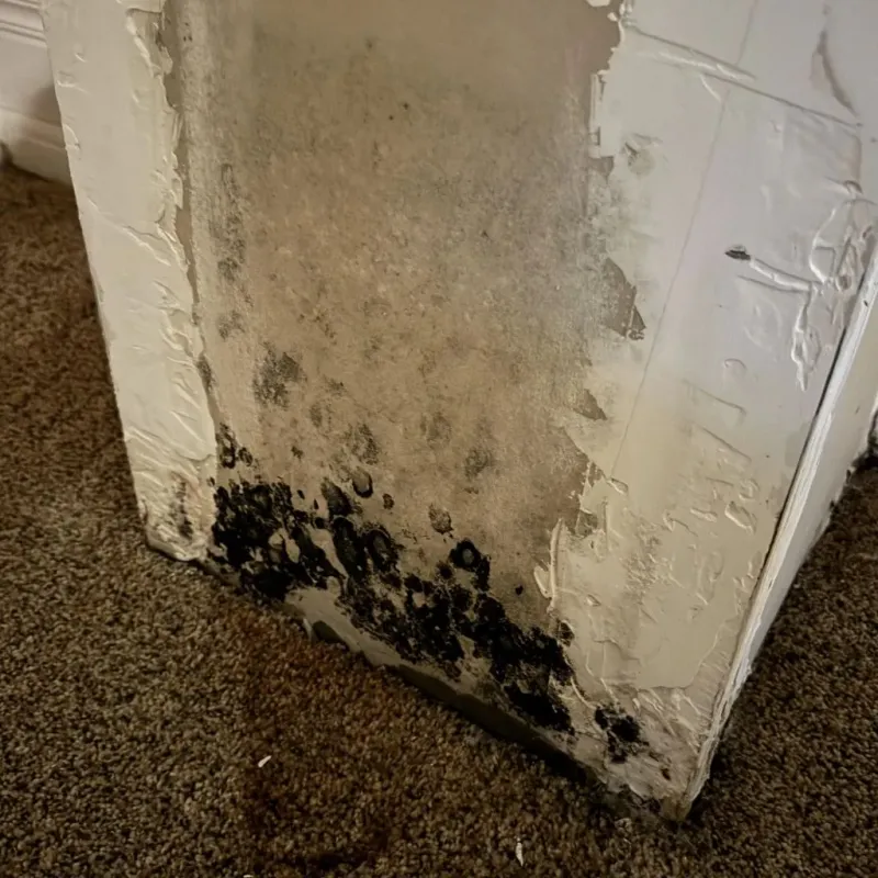 Professional Mold Removal in New Hope, MN